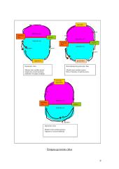 Lytinis dauginimasis 9 puslapis