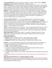 Nervų sistema (konspektas) 3 puslapis