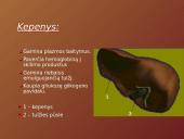 Mityba ir virškinimas (skaidrės) 12 puslapis