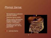 Mityba ir virškinimas (skaidrės) 13 puslapis