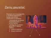 Mityba ir virškinimas (skaidrės) 14 puslapis