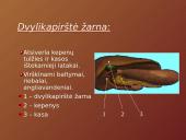 Mityba ir virškinimas (skaidrės) 10 puslapis