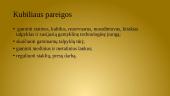 Kubiliaus profesija 7 puslapis