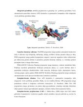 Moteriškų drabužių kokybinės charakteristikos mados ir technologiškumo aspektais  11 puslapis