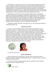 Burnos mikroflora 3 puslapis