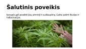 Marihuana skaidrės 4 puslapis