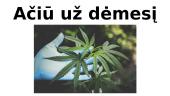 Marihuana skaidrės 8 puslapis
