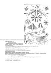 Organizmų judėjimas 2 puslapis