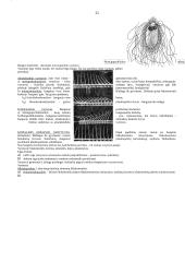Organizmų judėjimas 11 puslapis