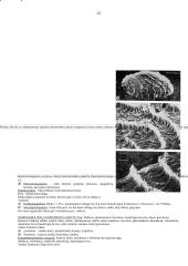 Organizmų judėjimas 12 puslapis