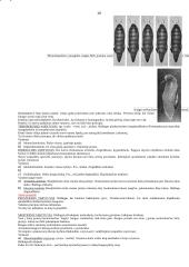 Organizmų judėjimas 18 puslapis