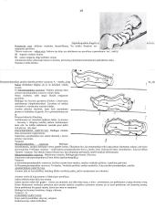 Organizmų judėjimas 19 puslapis