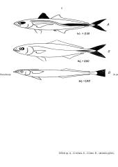Organizmų judėjimas 6 puslapis
