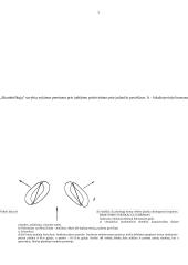 Organizmų judėjimas 7 puslapis