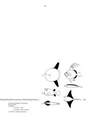 Organizmų judėjimas 10 puslapis