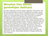 Antano Grašvos „veidai“ skaidrės 11 puslapis