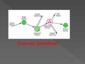 Radioaktyvumo pristatymas 15 puslapis