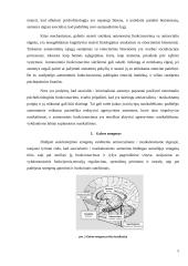 Žmonių polinkio į nusikalstamumą pagrindimas naujausiais neurobiologijos tyrimais 5 puslapis