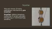 Paprastieji mechanizmai (skaidrės) 10 puslapis
