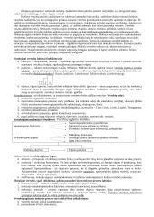 Pedagogikos profesijos esmė ir ypatumai 14 puslapis