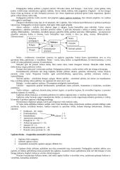 Pedagogikos profesijos esmė ir ypatumai 6 puslapis