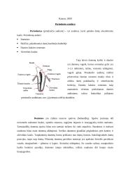 Periodonto histologija ir biomechaninė funkcija 2 puslapis
