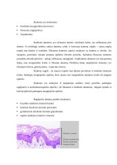 Periodonto histologija ir biomechaninė funkcija 3 puslapis