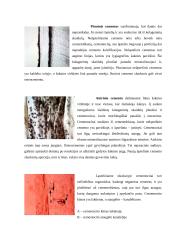 Periodonto histologija ir biomechaninė funkcija 6 puslapis