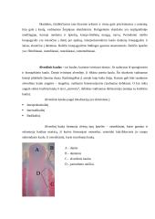 Periodonto histologija ir biomechaninė funkcija 9 puslapis