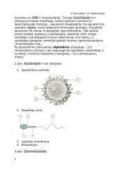  Lytinių ląstelių sandara ir prisitaikymas atlikti funkcijas 2 puslapis