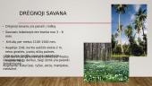 Savanos, sausieji atogražų miškai ir retmiškiai 7 puslapis