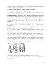 Postembrioninis gyvūnų vystymasis 3 puslapis