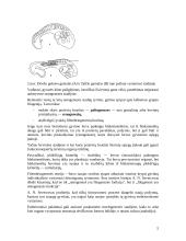 Postembrioninis gyvūnų vystymasis 5 puslapis