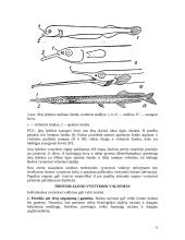 Postembrioninis gyvūnų vystymasis 6 puslapis