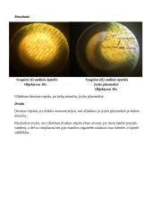 Plazmolizės tyrimas svogūno ląstelėse 2 puslapis