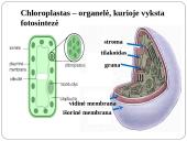 Fotosintezė 11 puslapis