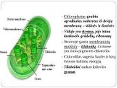 Fotosintezė 12 puslapis