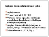 Fotosintezė 13 puslapis