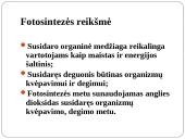 Fotosintezė 14 puslapis