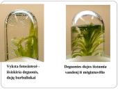 Fotosintezė 15 puslapis