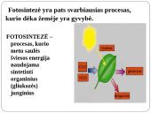 Fotosintezė 3 puslapis