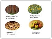 Fotosintezė 6 puslapis