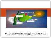 Fotosintezė 8 puslapis