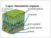 Fotosintezė 9 puslapis