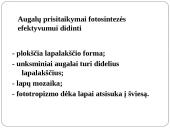 Fotosintezė 10 puslapis
