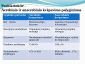 Aerobinis, anaerobinis kvėpavimas 13 puslapis