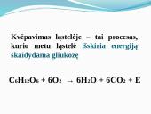 Aerobinis, anaerobinis kvėpavimas 3 puslapis