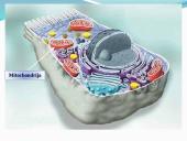 Aerobinis, anaerobinis kvėpavimas 8 puslapis