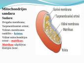 Aerobinis, anaerobinis kvėpavimas 9 puslapis