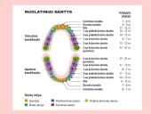 Fermentai. Virškinimas 14 puslapis